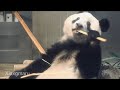 2020/1/18 (3) 竹をパキッ！と割るシャンシャン♪ お食事継続中   Giant Panda Xiang …