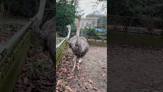 Struisvogels Bij Hek Ostriches Near Fence Dierentuin Zoo Amsterdam Nederland