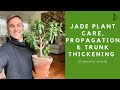 JADE PLANT Care, Propagation and Trunk Thickening Tips