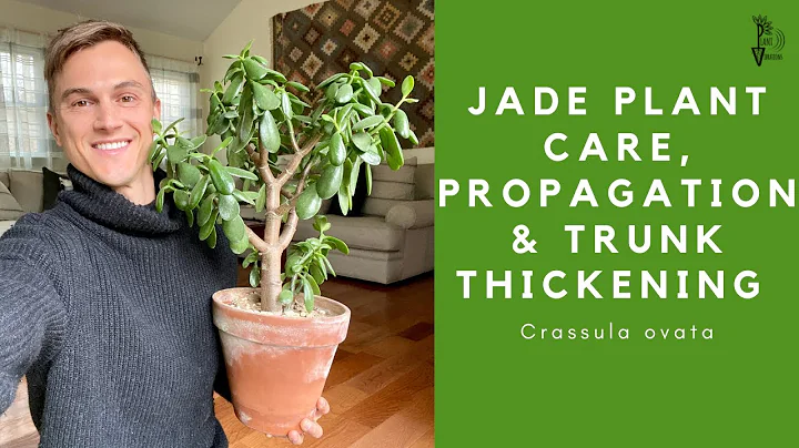 JADE PLANT Care, Propagation and Trunk Thickening Tips - 2023 - DayDayNews