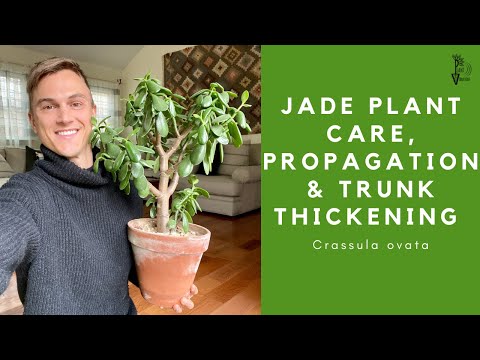 Video: Buitelug-jade-plantversorging – leer hoe om jade buite te kweek