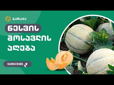 ნესვის მოსავლის აღება ლაგოდეხის რაიონში