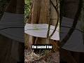 The Akpu Tree And What Happens When You Go There Ystshorts Igbo History Africanhistory Culture The Akpu Tree And What Happens When You Go There Ystshorts Igbo History Africanhistory Culture