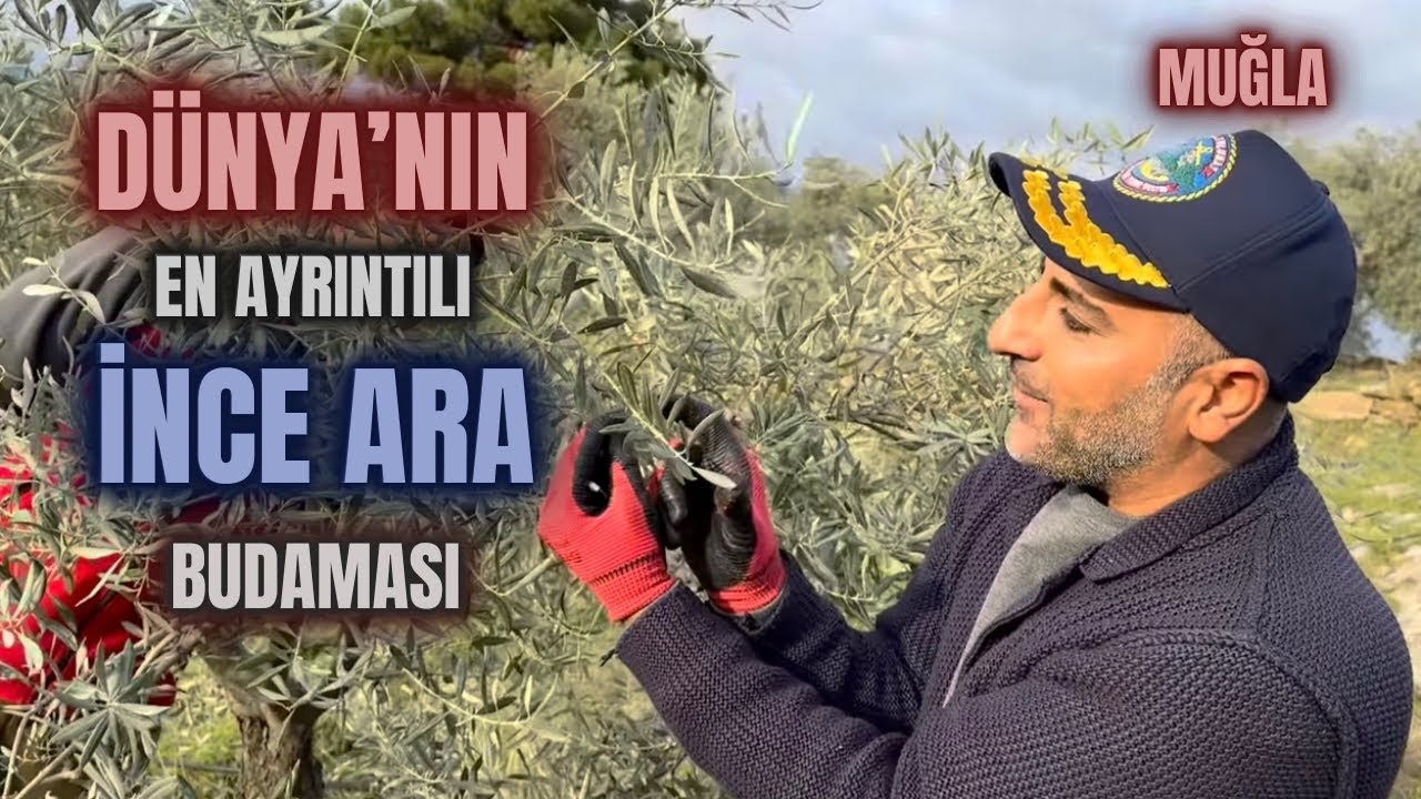 İnce Ara Budaması Nasıl Yapılır? #erenvural #budama #zeytinbudama