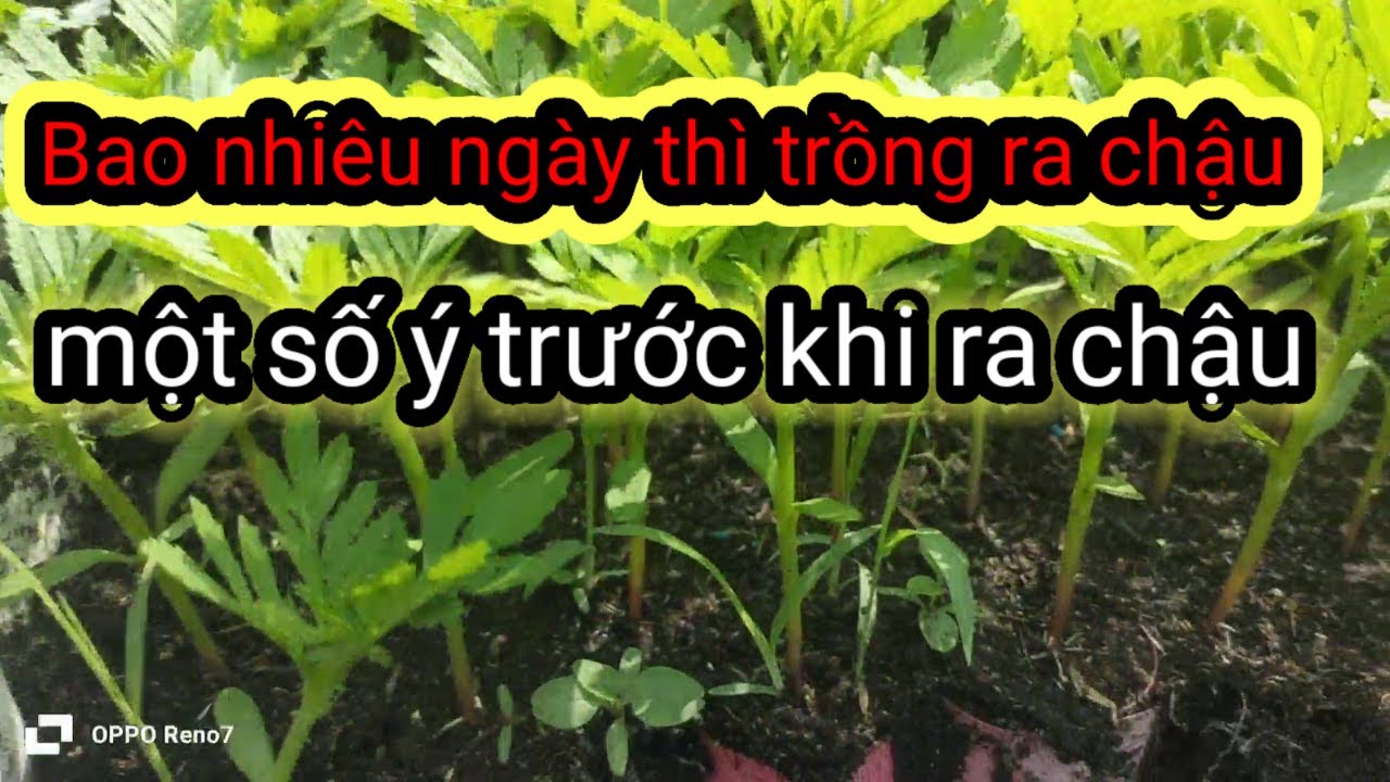 Bao nhiêu ngày tuổi mới trồng ra chậu được một số ý trước khi ra chậu cây giống khỏe mạnh