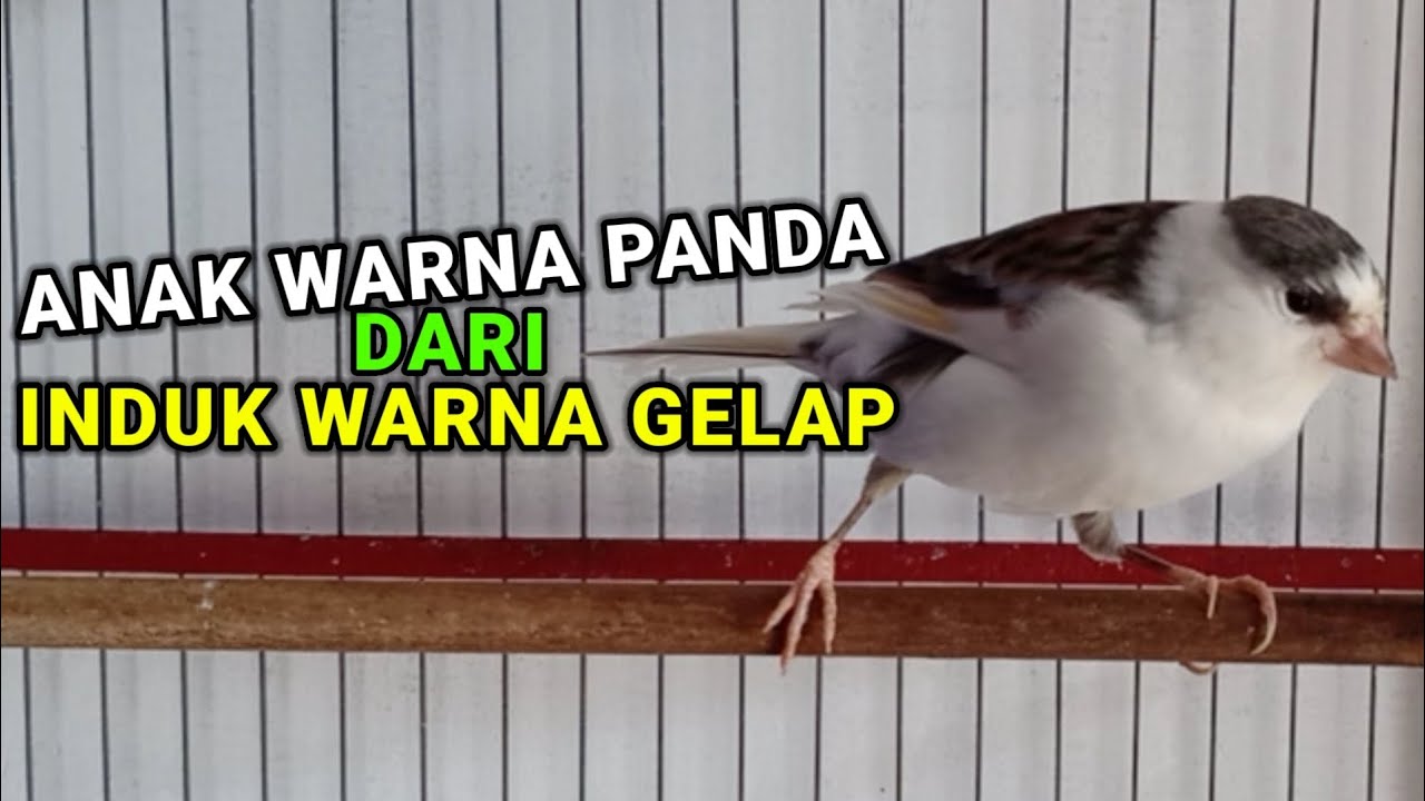 Cara cetak anakan kenari WARNA PANDA dari indukan WARNA GELAP‼️