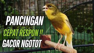 Burung Kenari Kenari Gacor Dor! Pancingan Paling Ampuh Buat Kenari Macet Langsung Bunyi!!