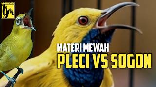 🔴 LIVE Masteran PLECI BS SOGON Materi Mewah Bren CIGUN AK27 !!!