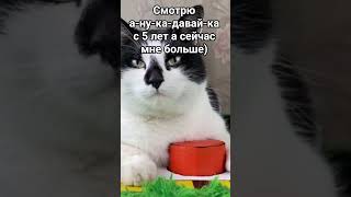 а ведь столько времени пролетело #анукадавайка #cat #вики #реки
