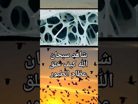 هذه عظام الطيور من الداخل التفكر
