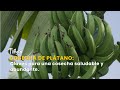 Cosecha de Plátano: Claves para una cosecha saludable y abundante - TvAgro por Juan Gonzalo Angel