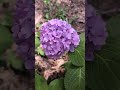 Hydrangea Flowers Come In Many Colors Flowers Plants Hydrangea Flowers Come In Many Colors Flowers Plants