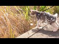 保護して初めてのハーネス付けてお外へお散歩 Protected kitten going out for a walk for the first time