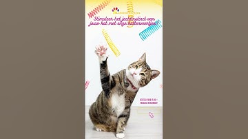 Stimuleer het natuurlijke gedrag van je kat/poes!
