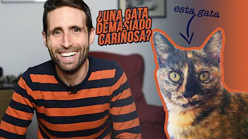 ¿Por qué las gatas son menos cariñosas?