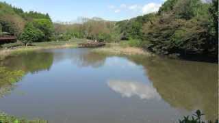 【泉の森】爆弾低気圧　大雨の翌日のしらかしの池  2013.4.7.