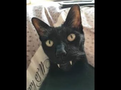 cats-making-weird-sounds-compilation-2019