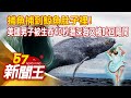 捕魚捕到鯨魚肚子裡！ 美國男子被生吞40秒潛深海又被吐回陽間 廖廷娟 康仁俊《57新聞王》精選篇20210710