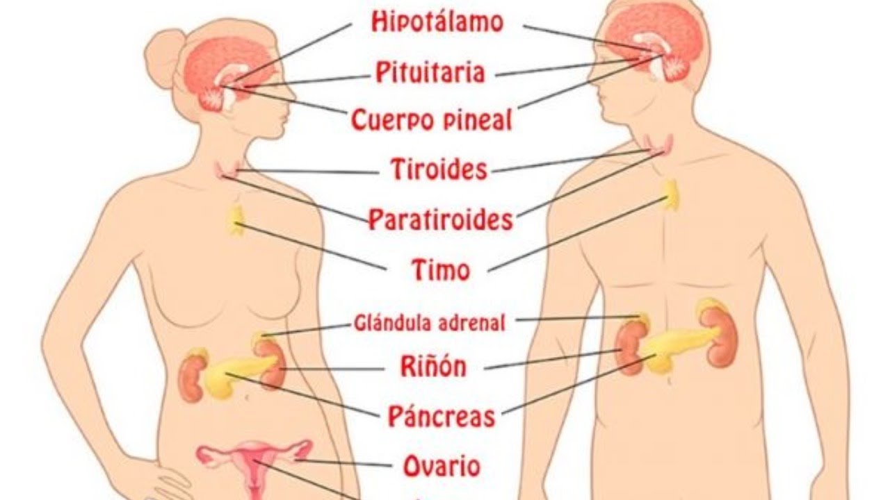 Endocrino gijon cetosis foro