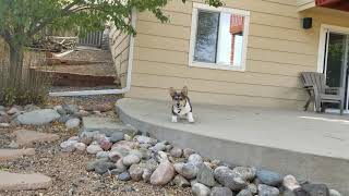 Henry The Corgi Running Around the Yard