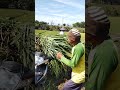 jadi orang harus tau berterima kasih,#tani