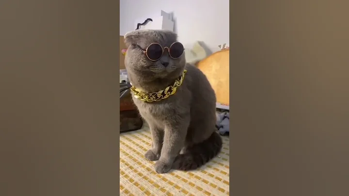 Video 3775251: cute persian cat, cat little kitten, funnycats cutecats, cat shaded, funny cat