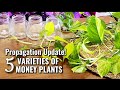 Update 5 varieties of money plant propagation