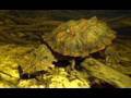 Jeanmichel cousteau dives with a mata mata turtle