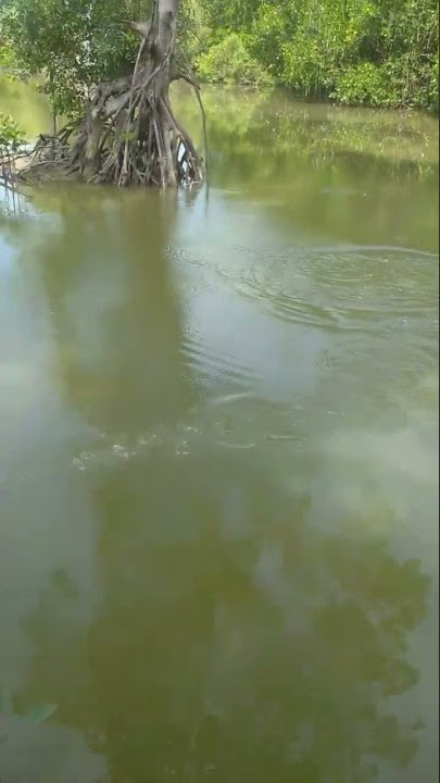 24 detik strike #strike #mancing #spotmancing #viral#spotmancinggratis