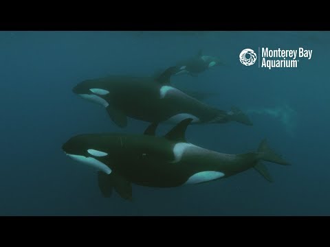 white-shark-vs.-orca-–-who’s-the-top-predator?
