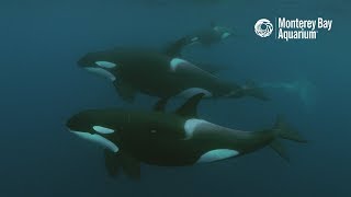 White Shark vs. Orca – Who’s the Top Predator?