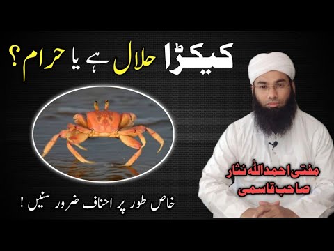 کیکڑا حلال ہے ہا حرام ؟ Mufti Ahmedullah Nisar Shab Qasmi