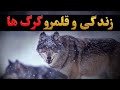 مستند زندگی و قلمرو گرگ ها گرگ آلفا