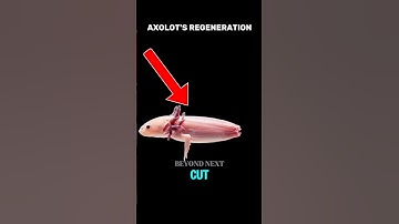 TOP 5 LICHAAMSDELEN VAN DIEREN die de wetenschap en logica tarten #shorts #top5 #dieren