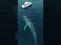 whale 🐋🐳 #whale #sea #seanature