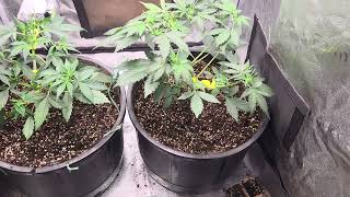 GROWING AUTOS IN THE SPIDER FARMER 2X2 GROW TENT