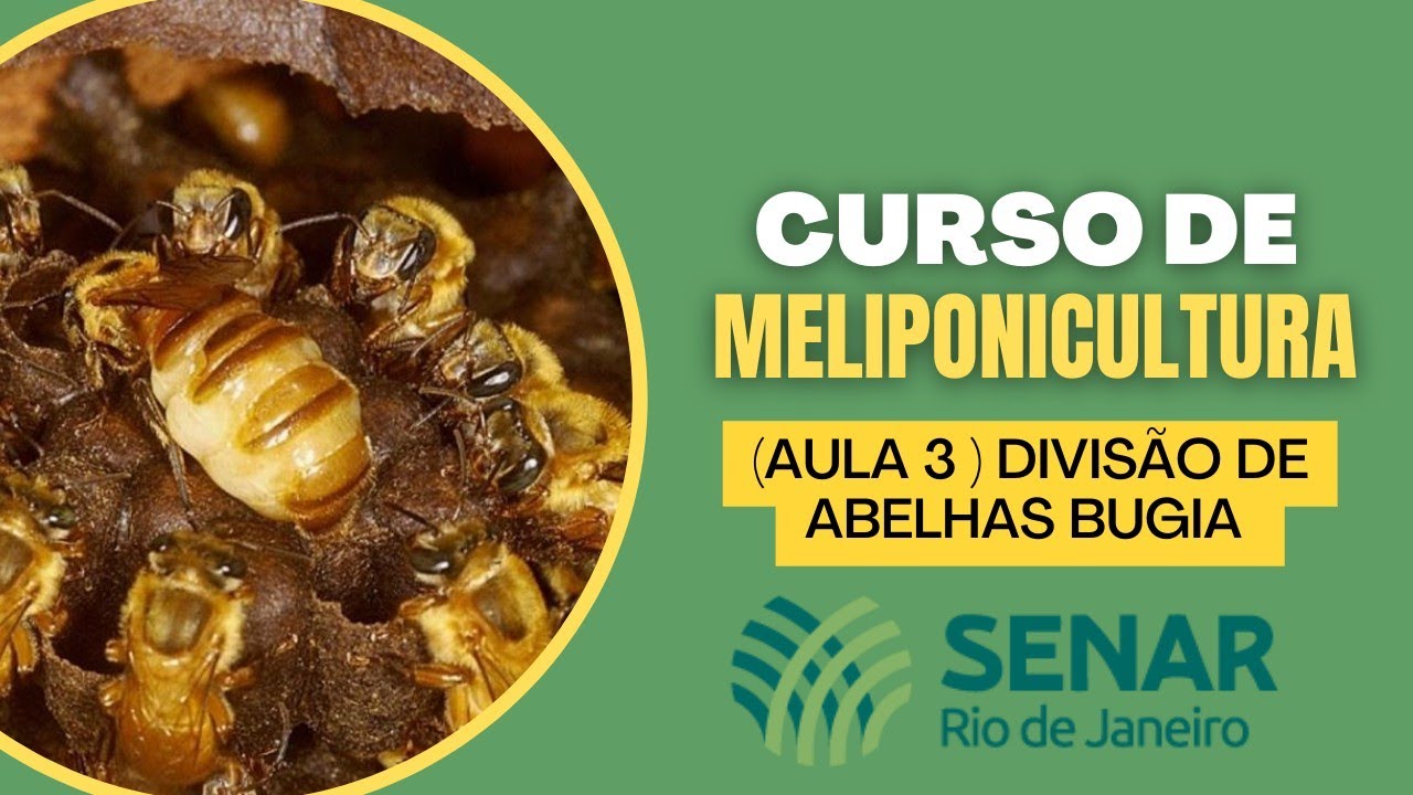 Divisão de abelha bugia com ótimas  dicas de manejo (curso de meliponicultura SENAR RJ)