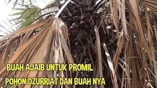 Download Lagu TERNYATA INILAH POHON DZURRIAT- BUAHNYA YG KAYA AKAN MAMFAAT UNTUK YG MENDAMBAKAN KETURUNAN MP3