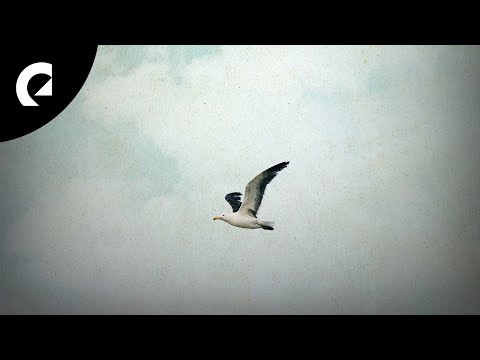 Roots and Recognition - Autumn Skies
