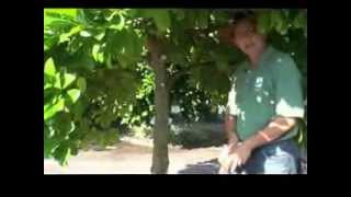 Pruning a Jackfruit tree