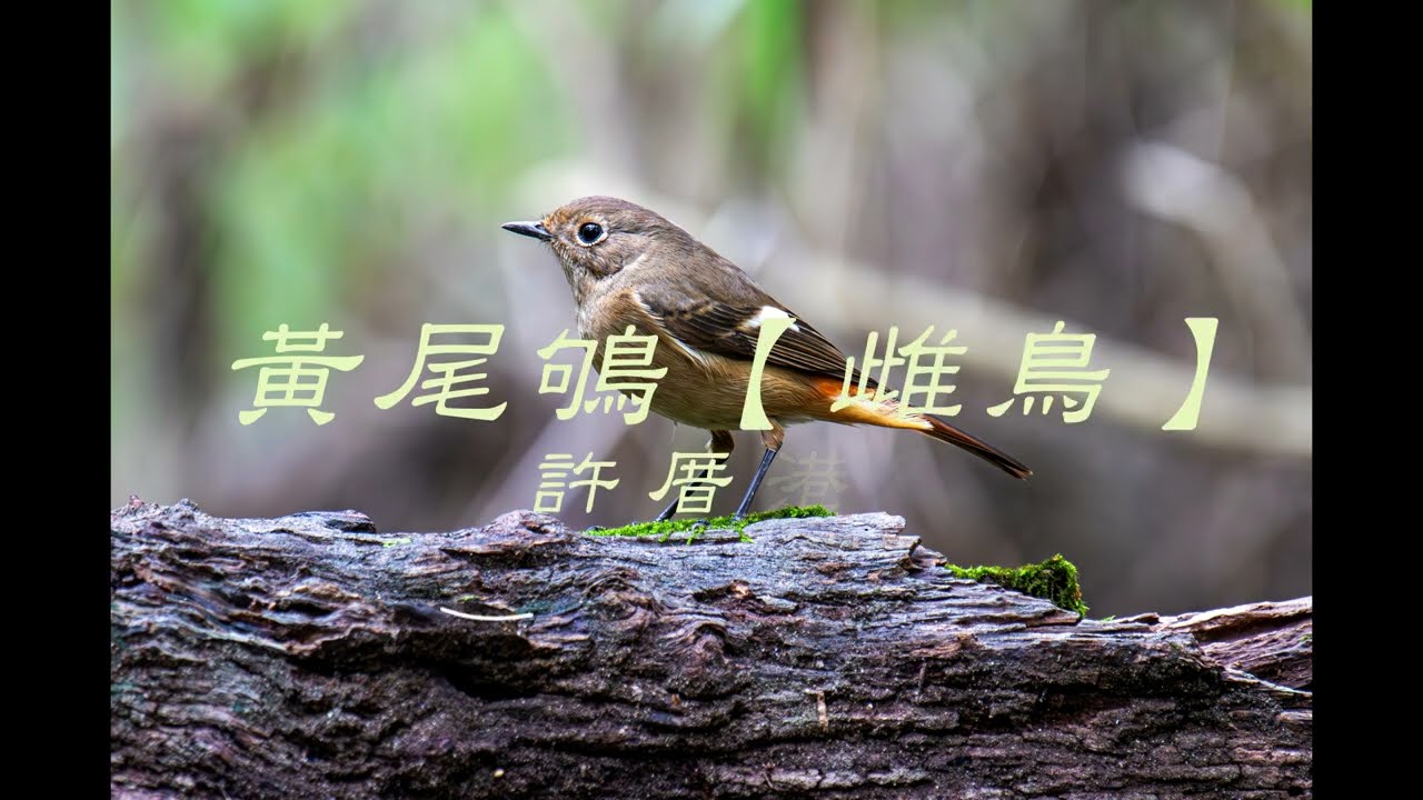 2025/11/21 黃尾鴝【雌鳥】4K VIDEO