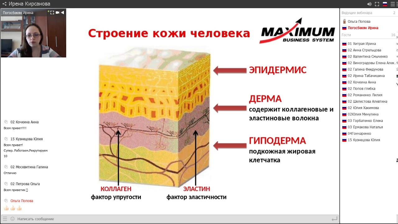 Гиподерма строение и функции