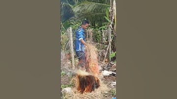 Về miền tây có cá lóc nướng trui là hết sảy