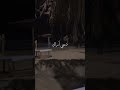 دعني آراك 💔🥺 دعني آراك 💔🥺