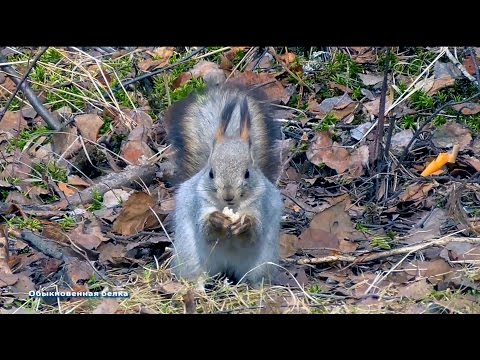 Обыкновенная белка. Подвид Западносибирская белка, телеутка