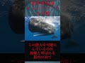 【ゆっくり解説】海洋動物最強と言われるマッコウクジラ
