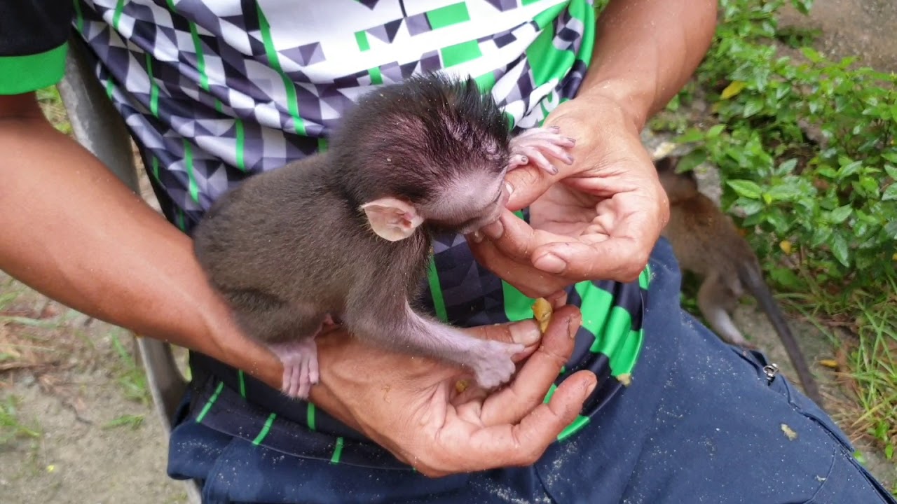 Bila anak monyet dapat pisang - YouTube