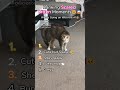 Ranking the FUNNIEST Scared Kitten Moments 🐱😱 #catmoments #viral #shorts #ranking #pets #kitten