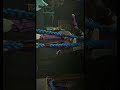 So Much Trap | @mel_2519 #arcane #jinx #jinxarcane #leagueoflegends