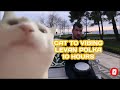 10 Hours - Cat Vibing To Ievan Polkka (Official Video HD) Cat Vibing To Music | Cat Vibing Meme